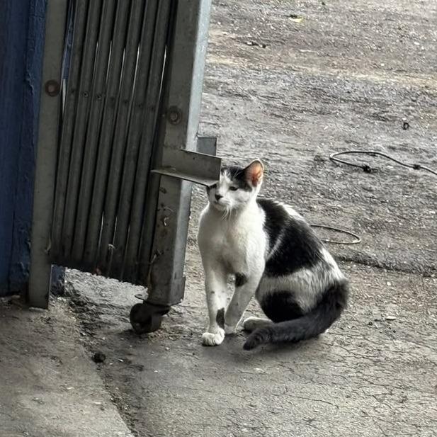 Enlarge Xena, a ADOPTABLE Domestic Short Hair in Parkland, FL image 2/2