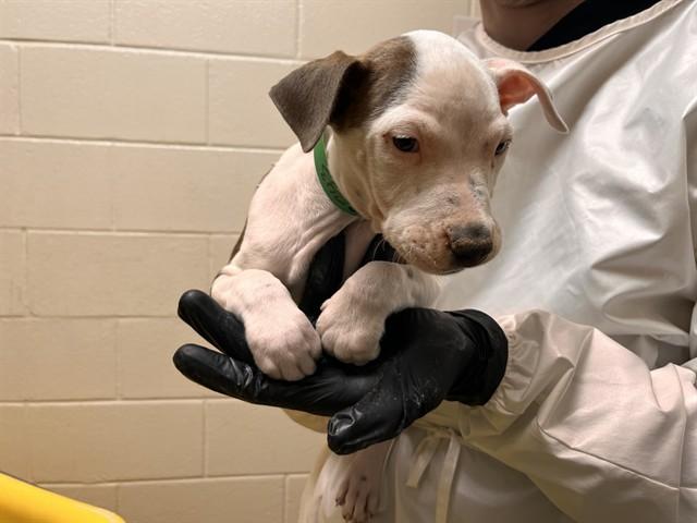 Enlarge MEGAN MORONEY, a Adoptable mixed breed in Colorado Springs, CO image 1/1