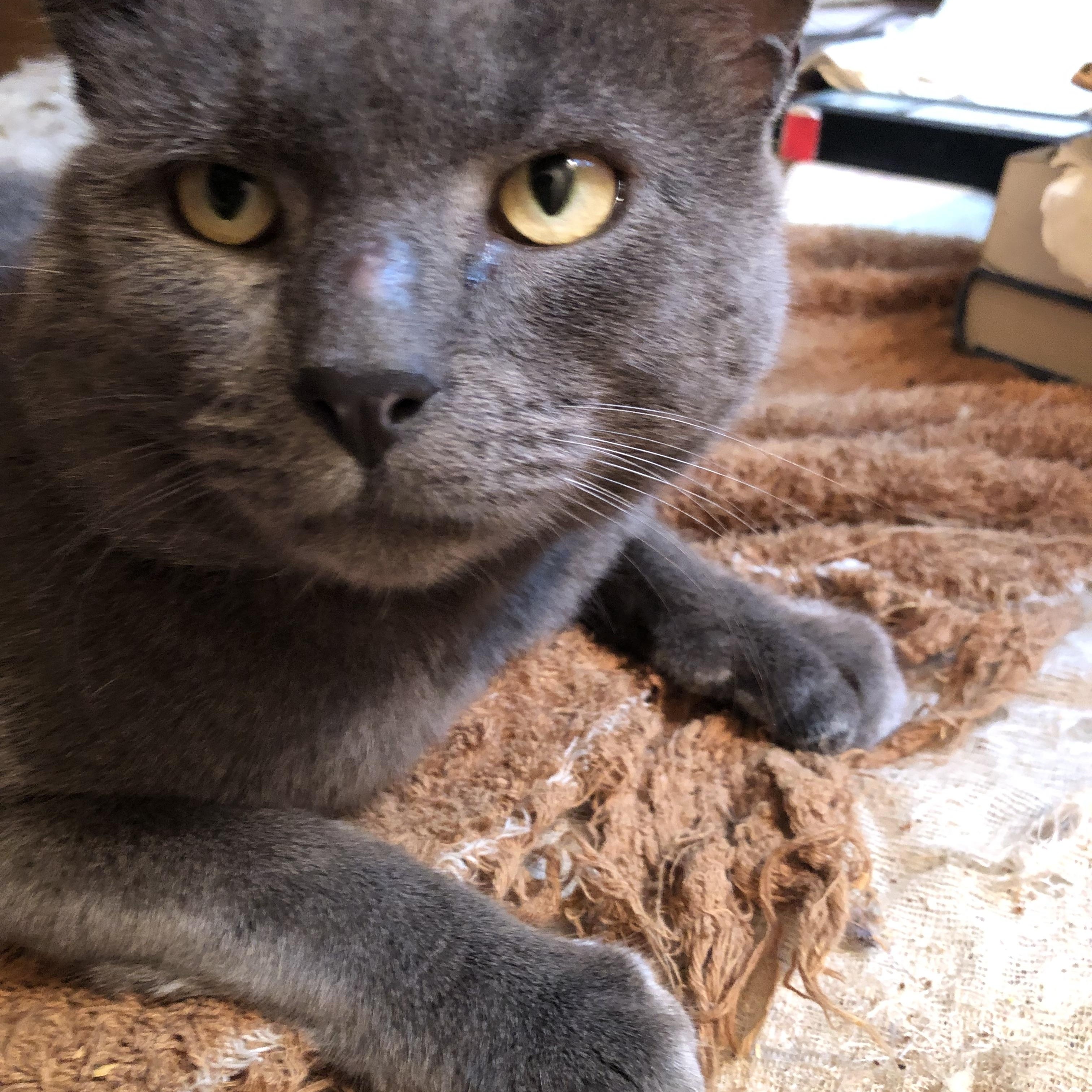 Detective Ned, the plush, upstanding kitty who rubs & butts you into feeling LOVED!