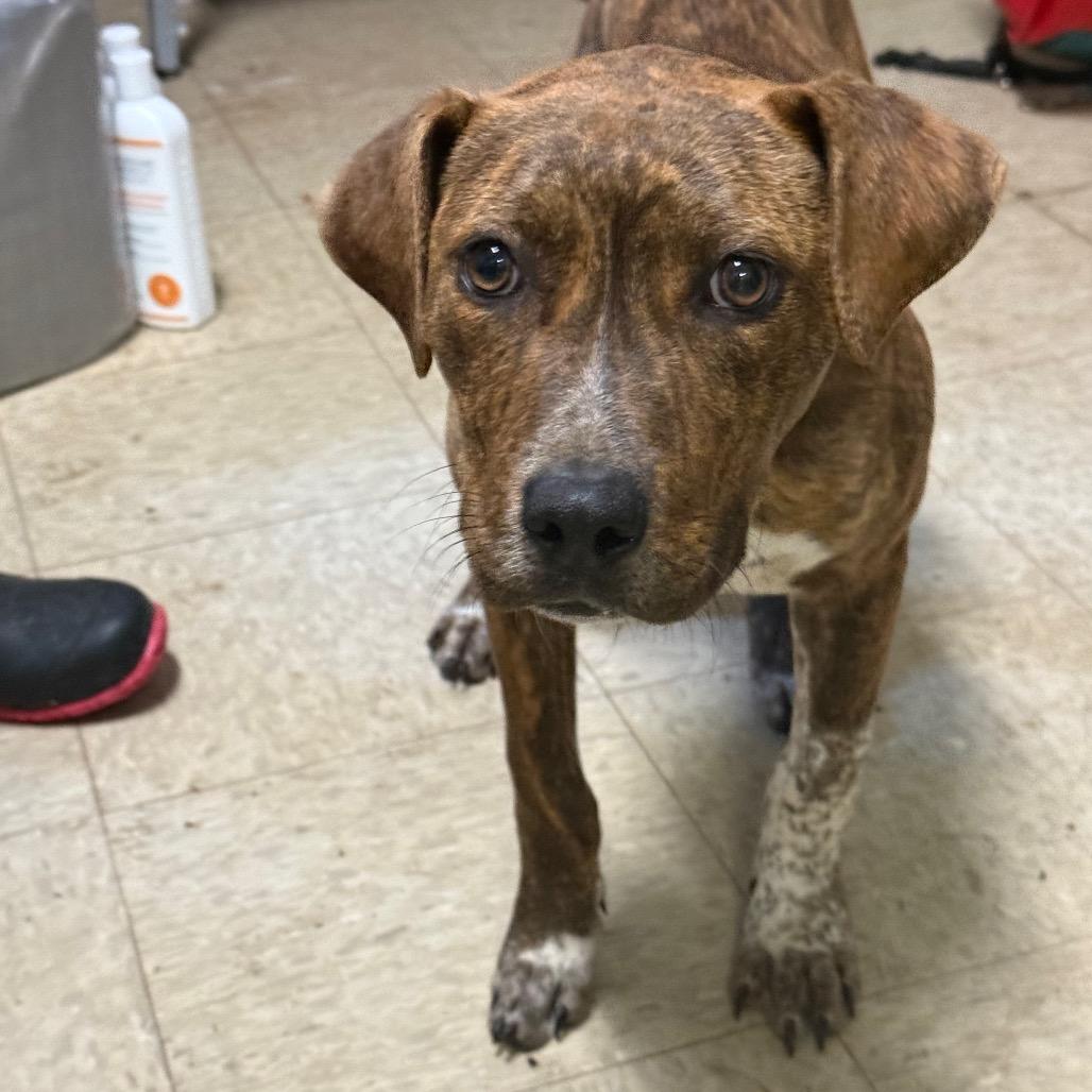 Cookie Sprinkles, Adoptable, Adult Female Mixed Breed.