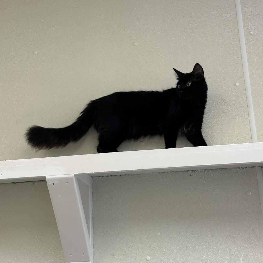 Simon (Bonded to Garfunkel), Adoptable, Adult Male Domestic Long Hair.