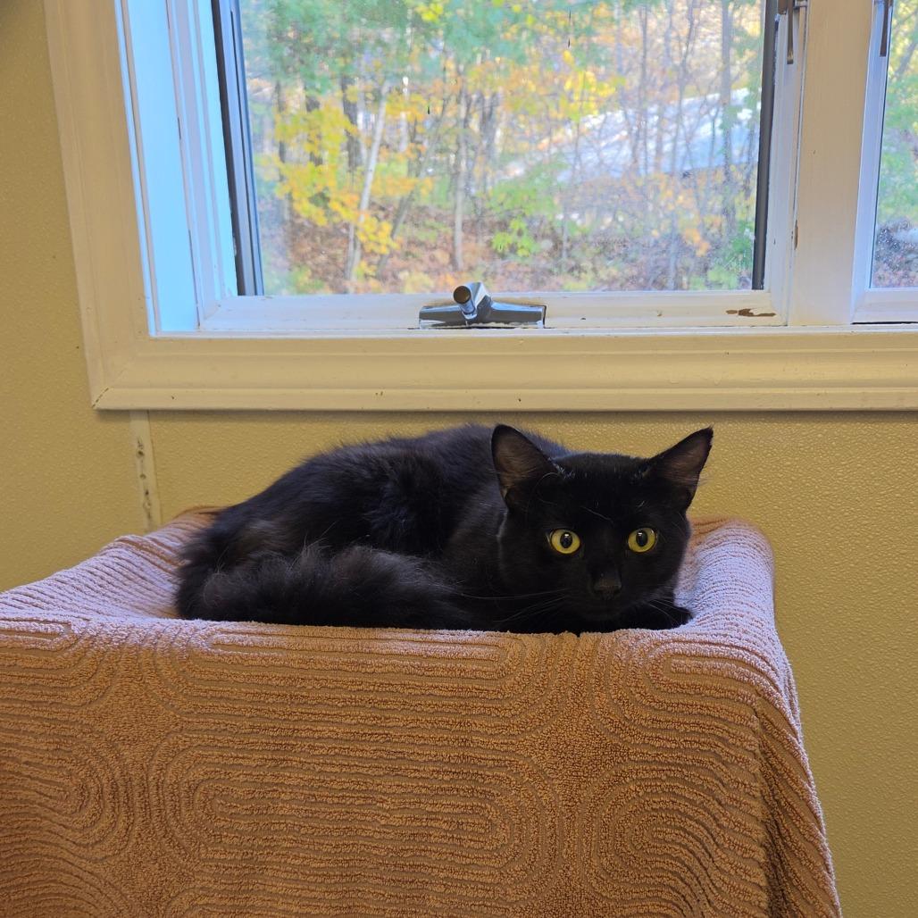 Enlarge Simon (Bonded to Garfunkel), a Adoptable Domestic Long Hair in Enfield, NH image 2/6