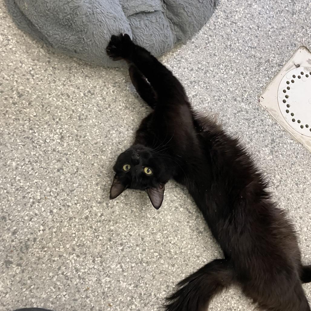 Enlarge Simon (Bonded to Garfunkel), a Adoptable Domestic Long Hair in Enfield, NH image 3/6