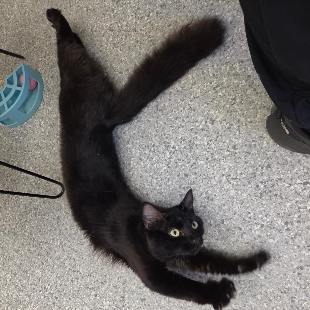 Enlarge Simon (Bonded to Garfunkel), a Adoptable Domestic Long Hair in Enfield, NH image 4/6