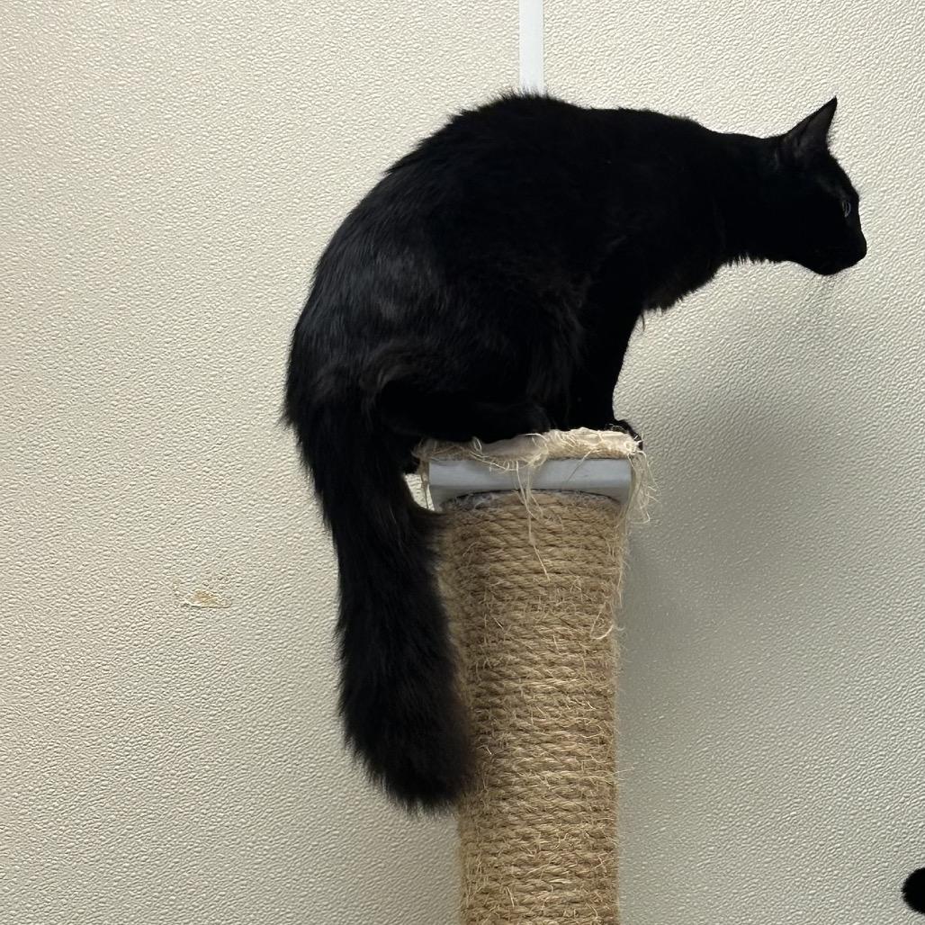Enlarge Simon (Bonded to Garfunkel), a Adoptable Domestic Long Hair in Enfield, NH image 5/6