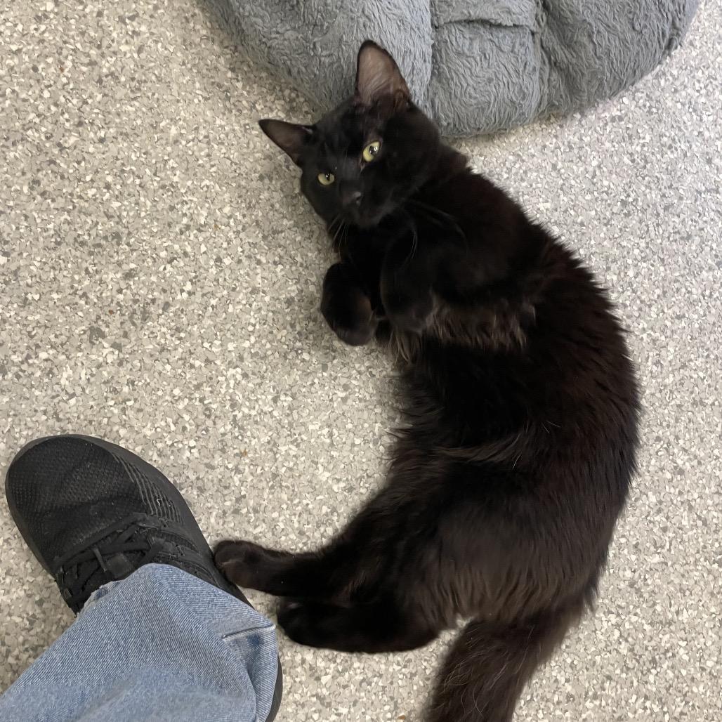 Enlarge Simon (Bonded to Garfunkel), a Adoptable Domestic Long Hair in Enfield, NH image 6/6