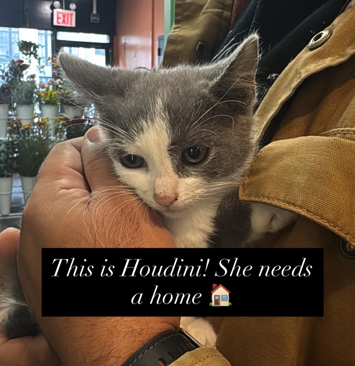 Houdini, Adoptable, Kitten Female Domestic Short Hair.