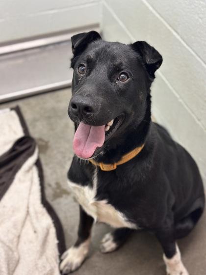 Enlarge Shades, a Adoptable mixed breed in Moses Lake, WA image 1/1