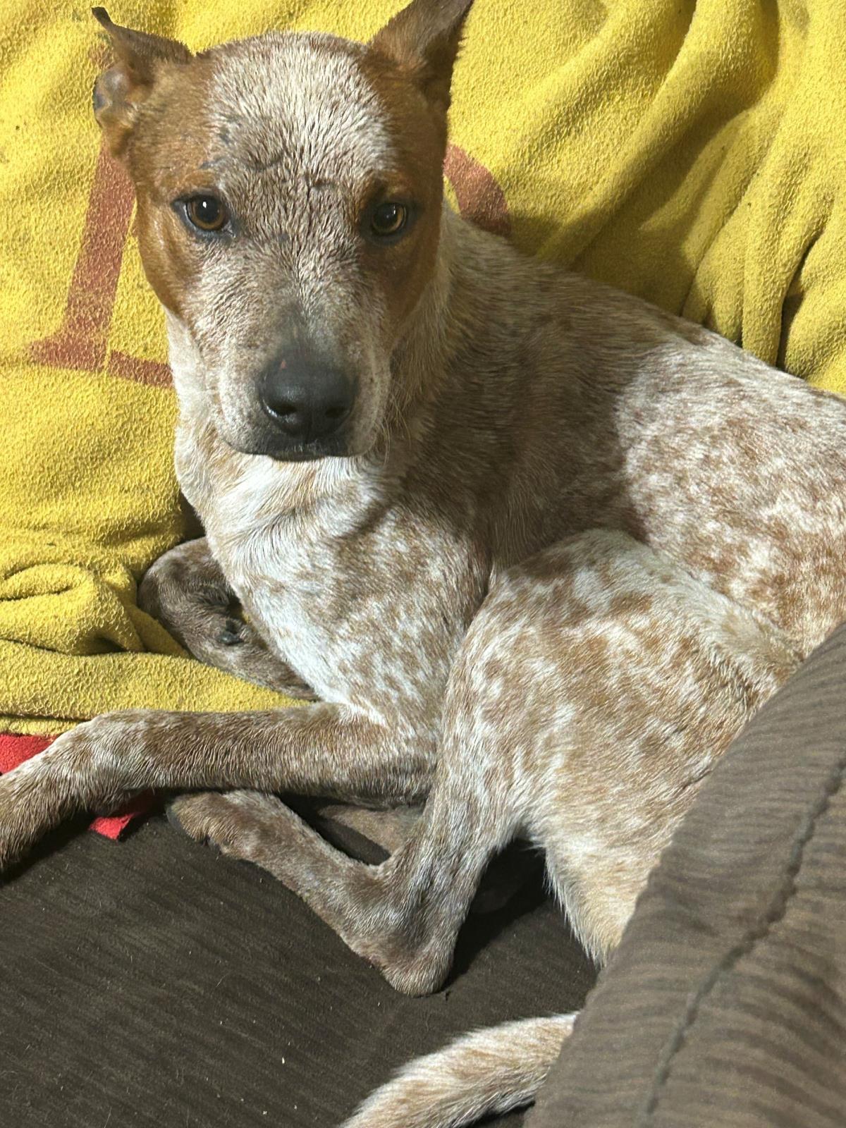 Enlarge Cowboy-In Foster, a Adoptable Australian Cattle Dog / Blue Heeler in Rockwall, TX image 2/3