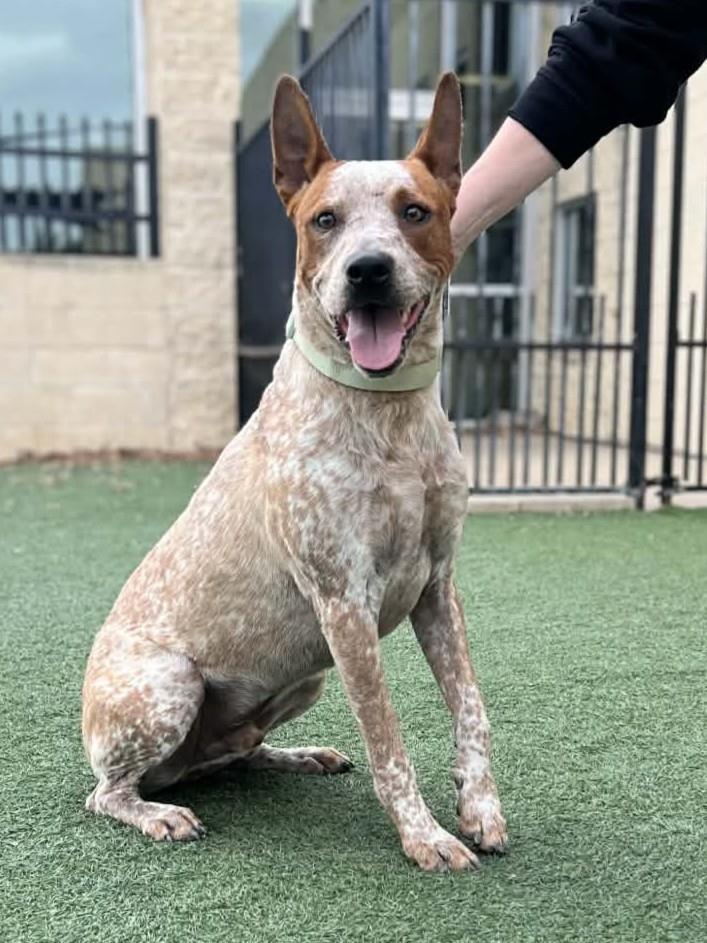Cowboy- $75 Adoption Fee! Diamond Dog!, a Adoptable Australian Cattle Dog / Blue Heeler in Rockwall, TX image 1/3