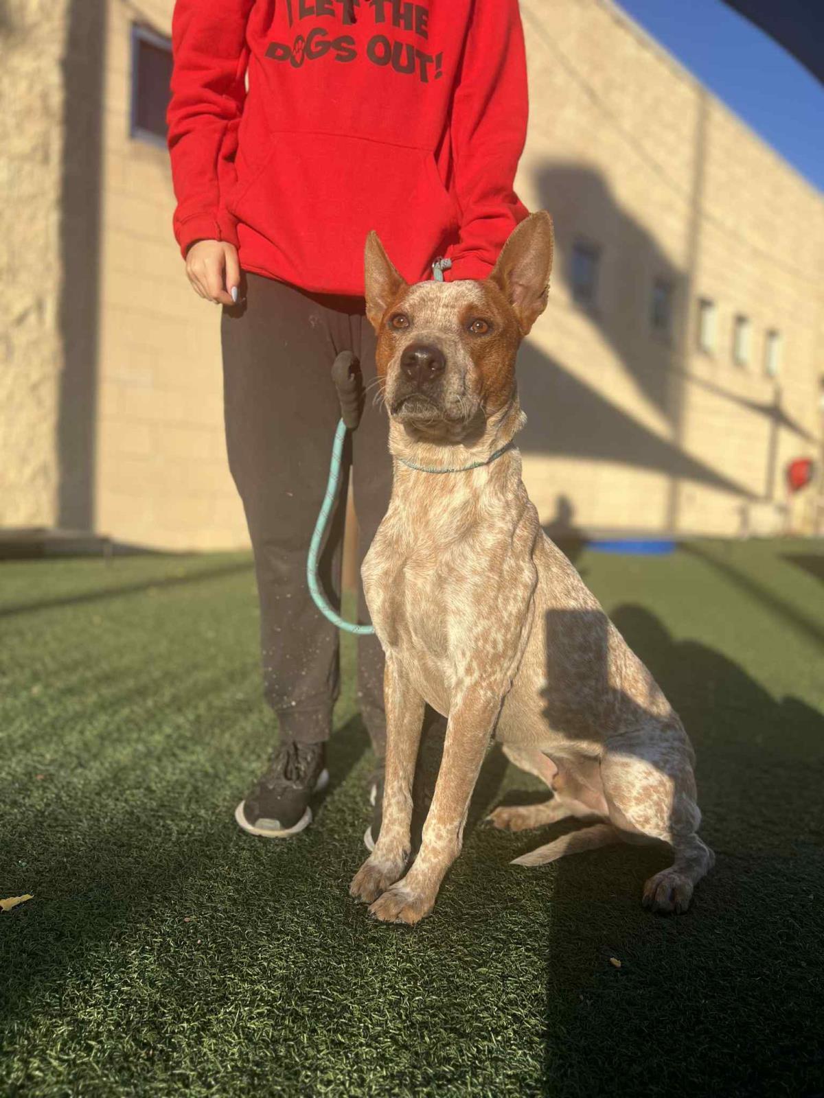 Cowboy- $75 Adoption Fee! Diamond Dog!, a Adoptable Australian Cattle Dog / Blue Heeler in Rockwall, TX image 2/3