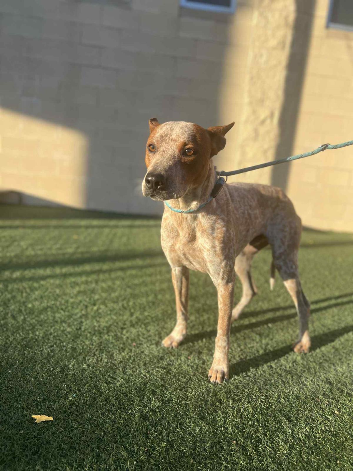 Cowboy- $75 Adoption Fee! Diamond Dog!, a Adoptable Australian Cattle Dog / Blue Heeler in Rockwall, TX image 3/3