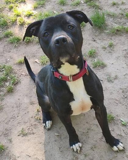 Rome, Adoptable, Adult Male Mixed Breed & Mixed Breed.