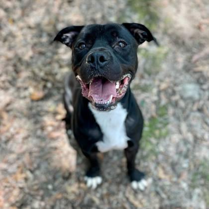 Enlarge Rome, a Adoptable mixed breed in Spartanburg, SC image 2/3