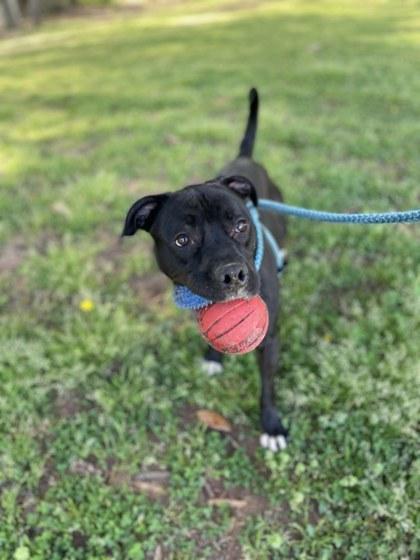 Enlarge Rome, a Adoptable mixed breed in Spartanburg, SC image 3/5