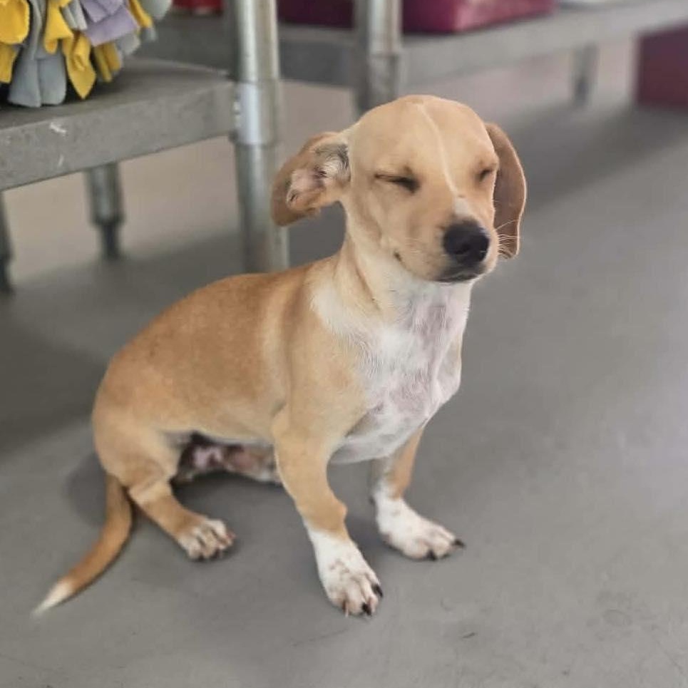 Enlarge Taco, a Adoptable mixed breed in Spokane, WA image 6/6
