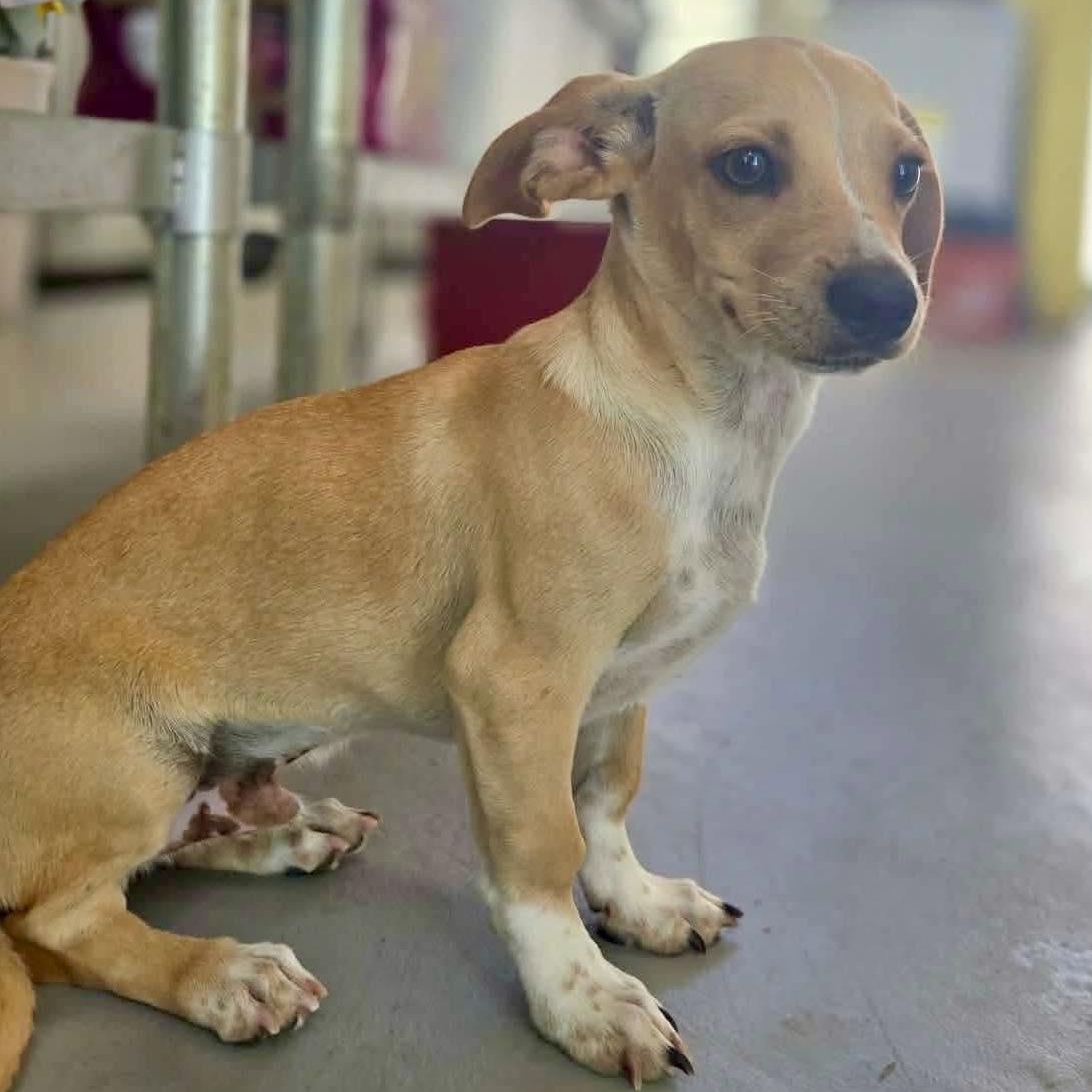 Enlarge Taco, a Adoptable mixed breed in Spokane, WA image 4/6
