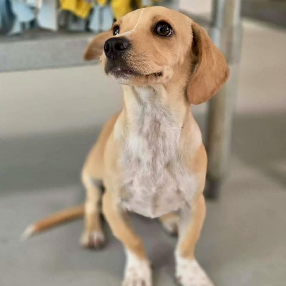 Enlarge Taco, a Adoptable mixed breed in Spokane, WA image 2/6