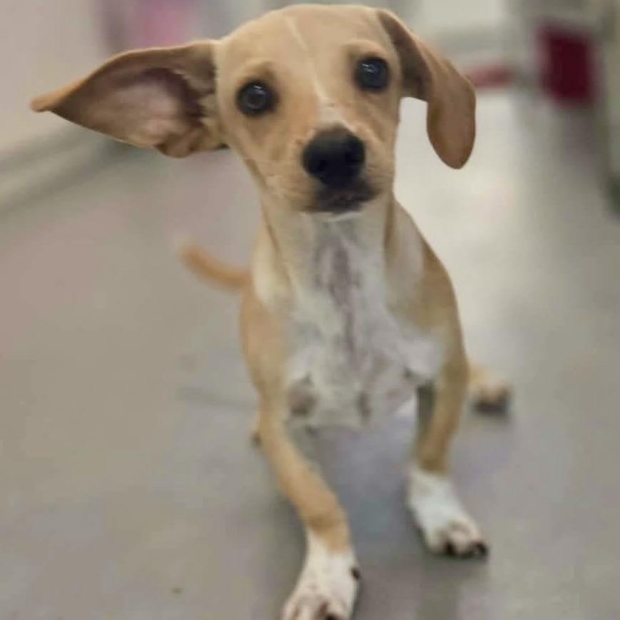 Enlarge Taco, a Adoptable mixed breed in Spokane, WA image 3/6