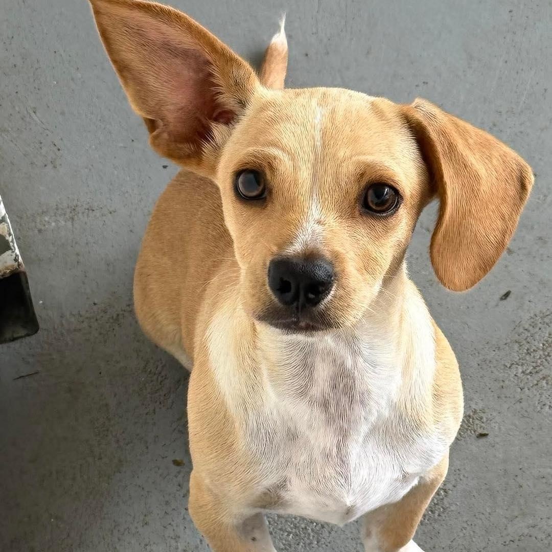 Enlarge Taco, a Adoptable mixed breed in Spokane, WA image 1/6