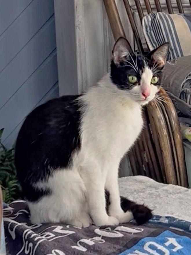 Mia, a ADOPTABLE Domestic Short Hair in E Falmouth, MA image 2/2