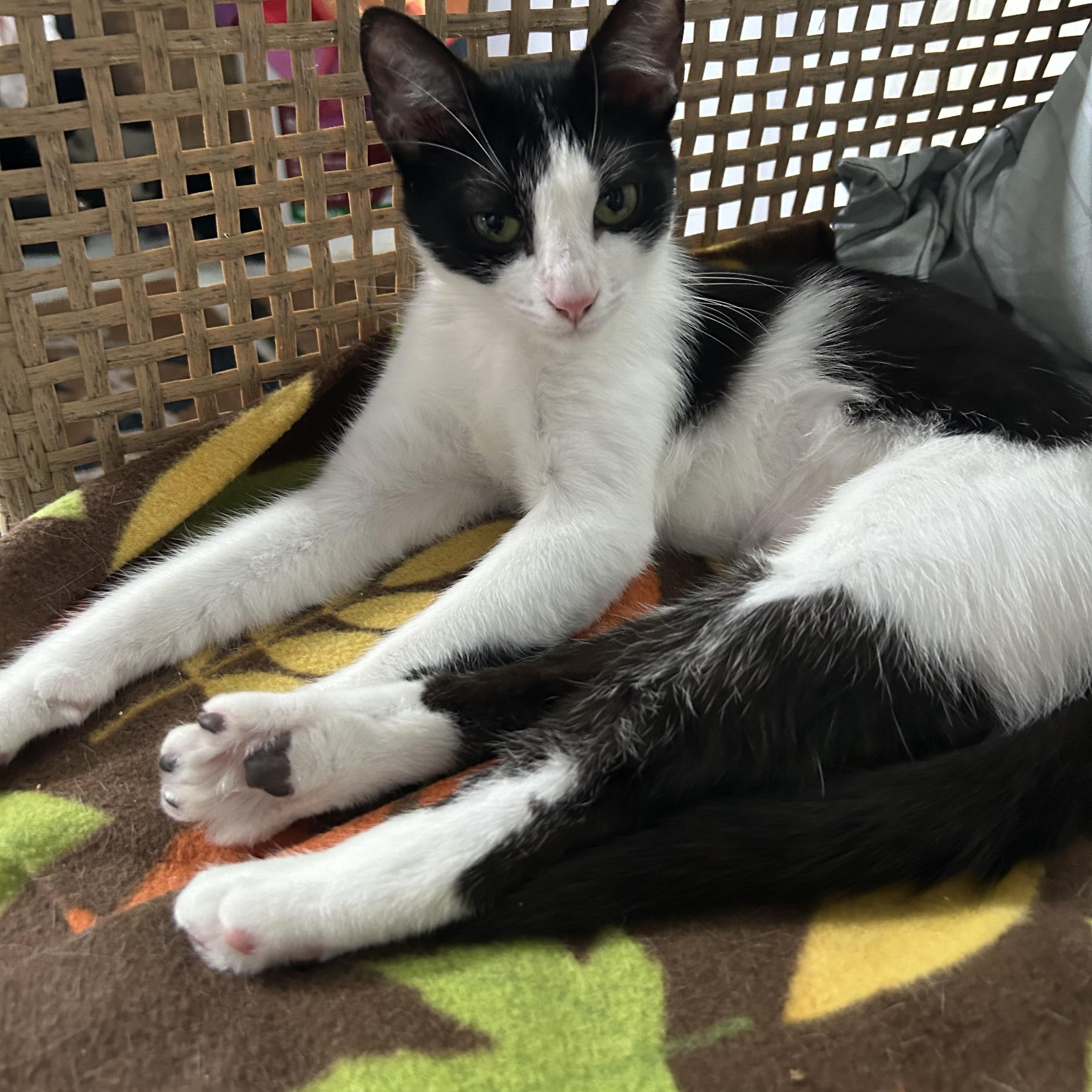 Enlarge Mia, a ADOPTABLE Domestic Short Hair in E Falmouth, MA image 5/5