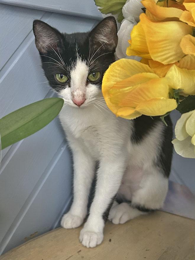 Mia, ADOPTABLE, Young Female Domestic Short Hair.