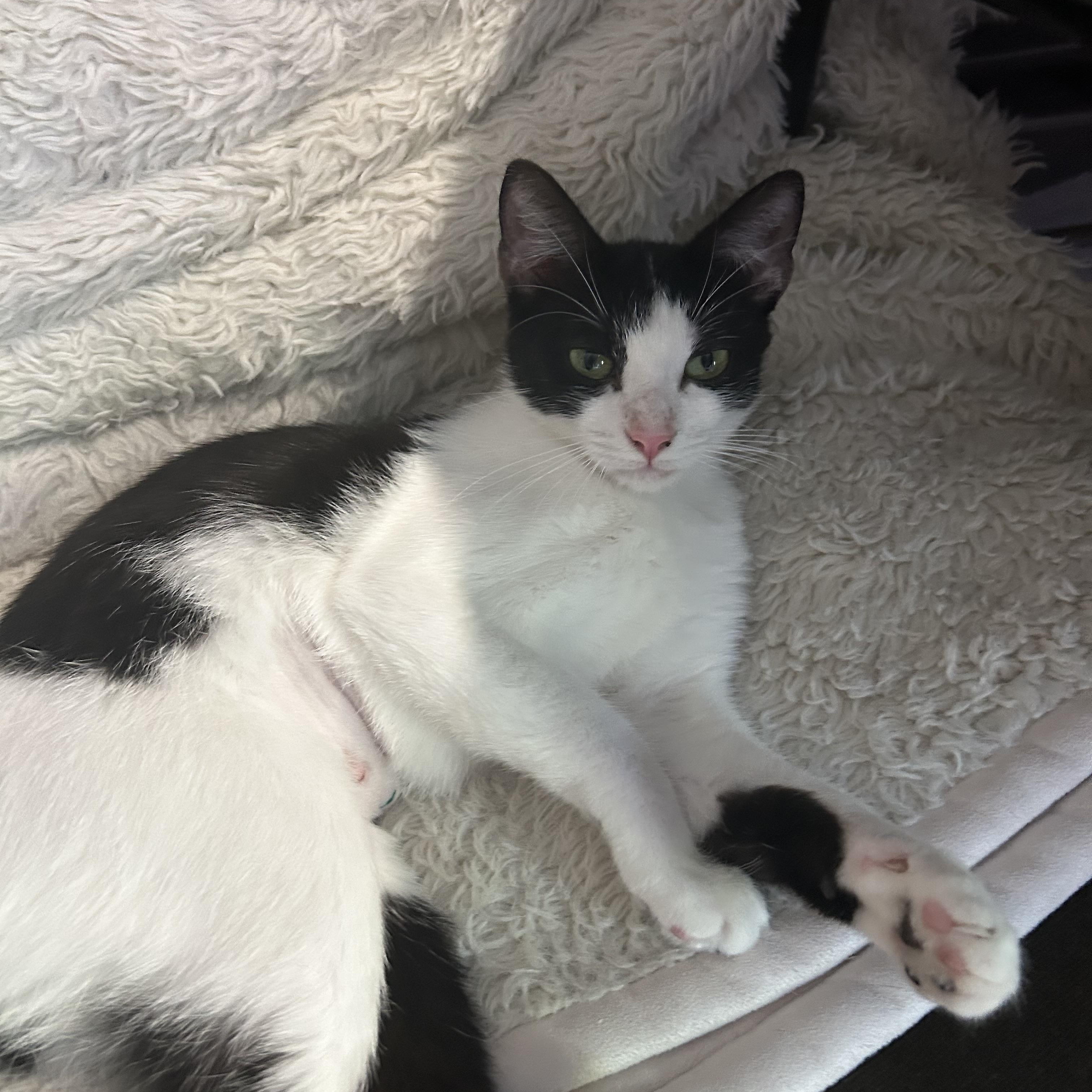 Enlarge Mia, a ADOPTABLE Domestic Short Hair in E Falmouth, MA image 1/5
