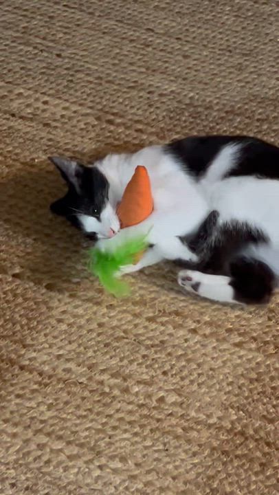 Enlarge Mia, a ADOPTABLE Domestic Short Hair in E Falmouth, MA video 4/5