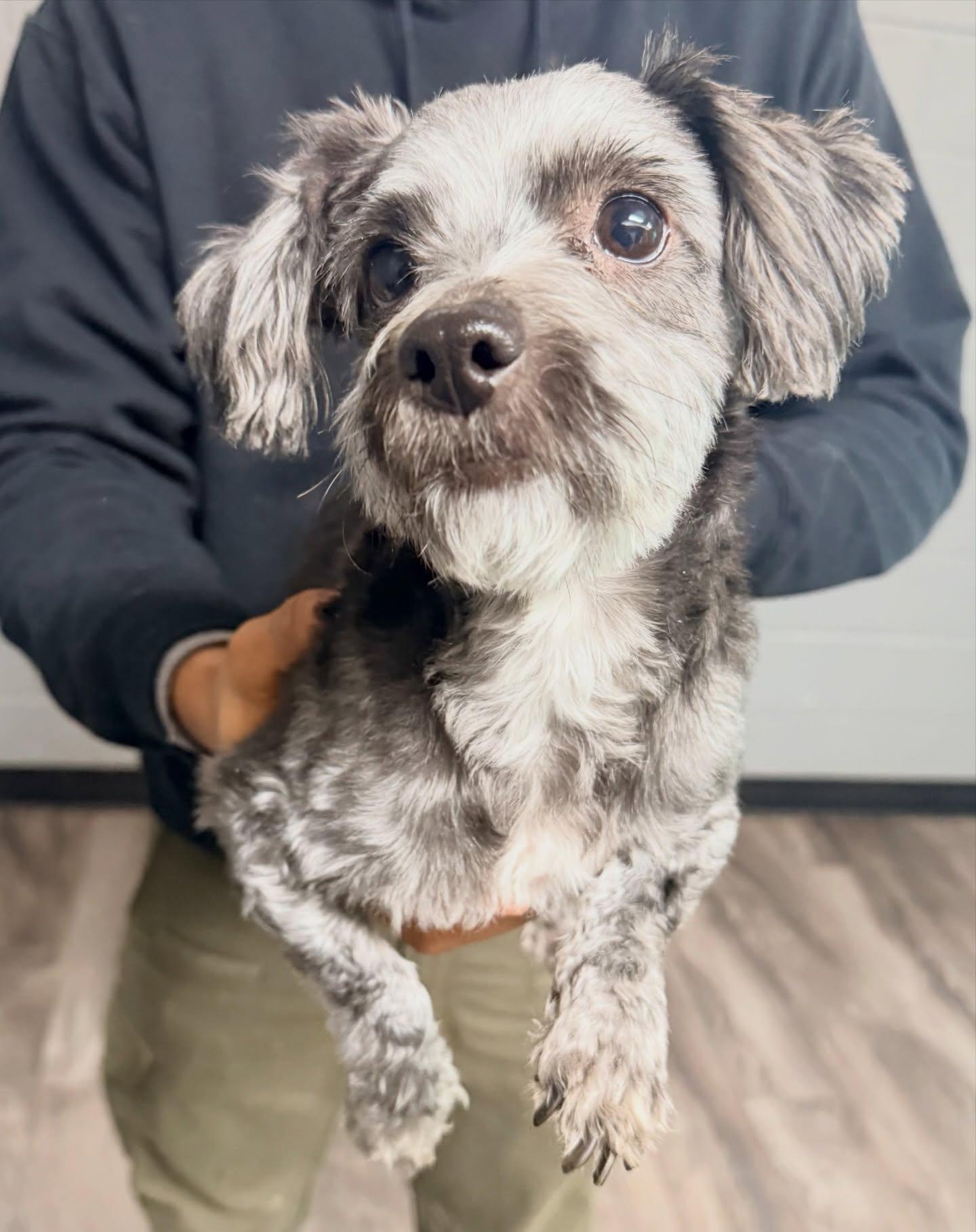 Jean-Grey, adopted, Adult Female Scottish Terrier.