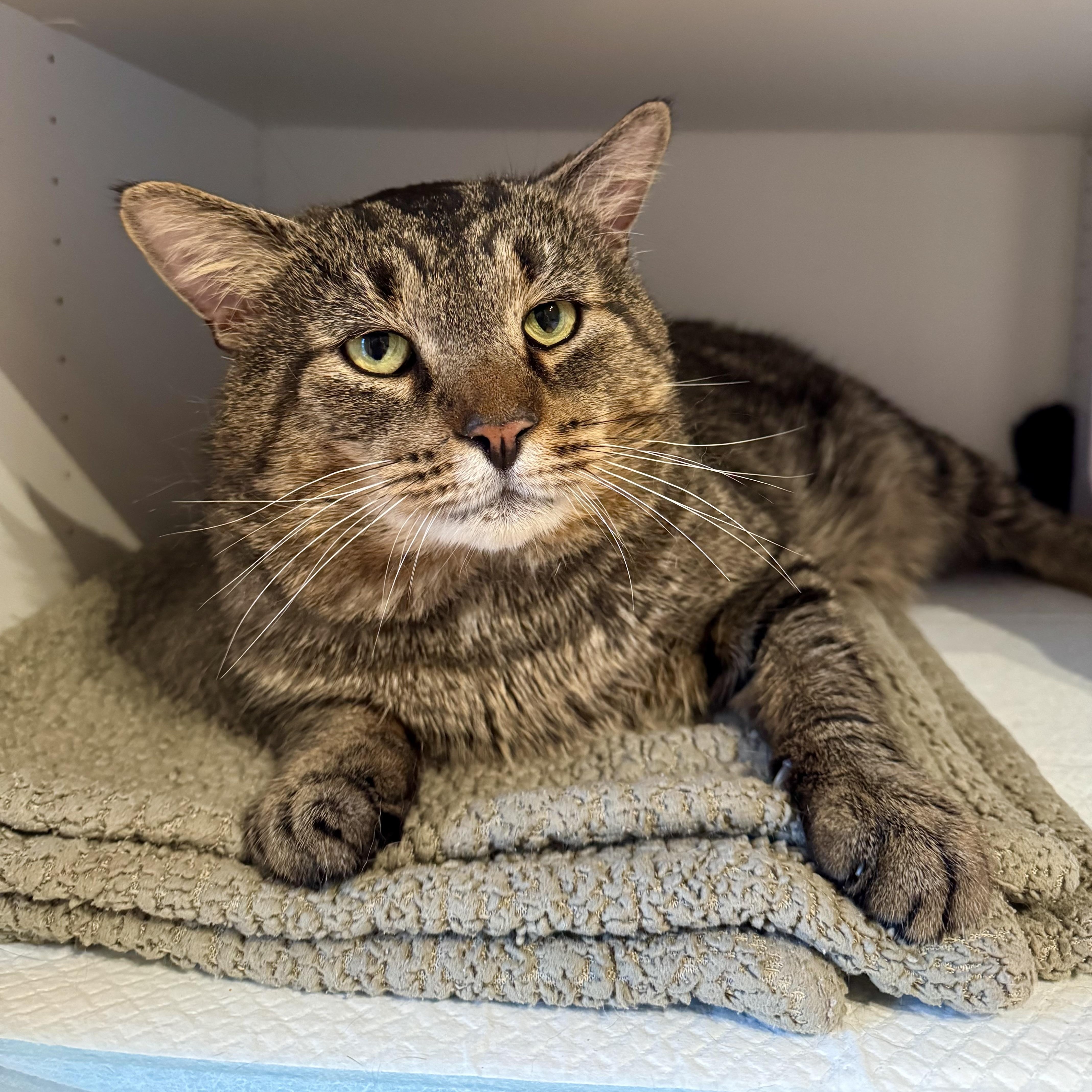 Enlarge Eugene, a ADOPTABLE Domestic Short Hair in Ramsey, NJ image 2/5
