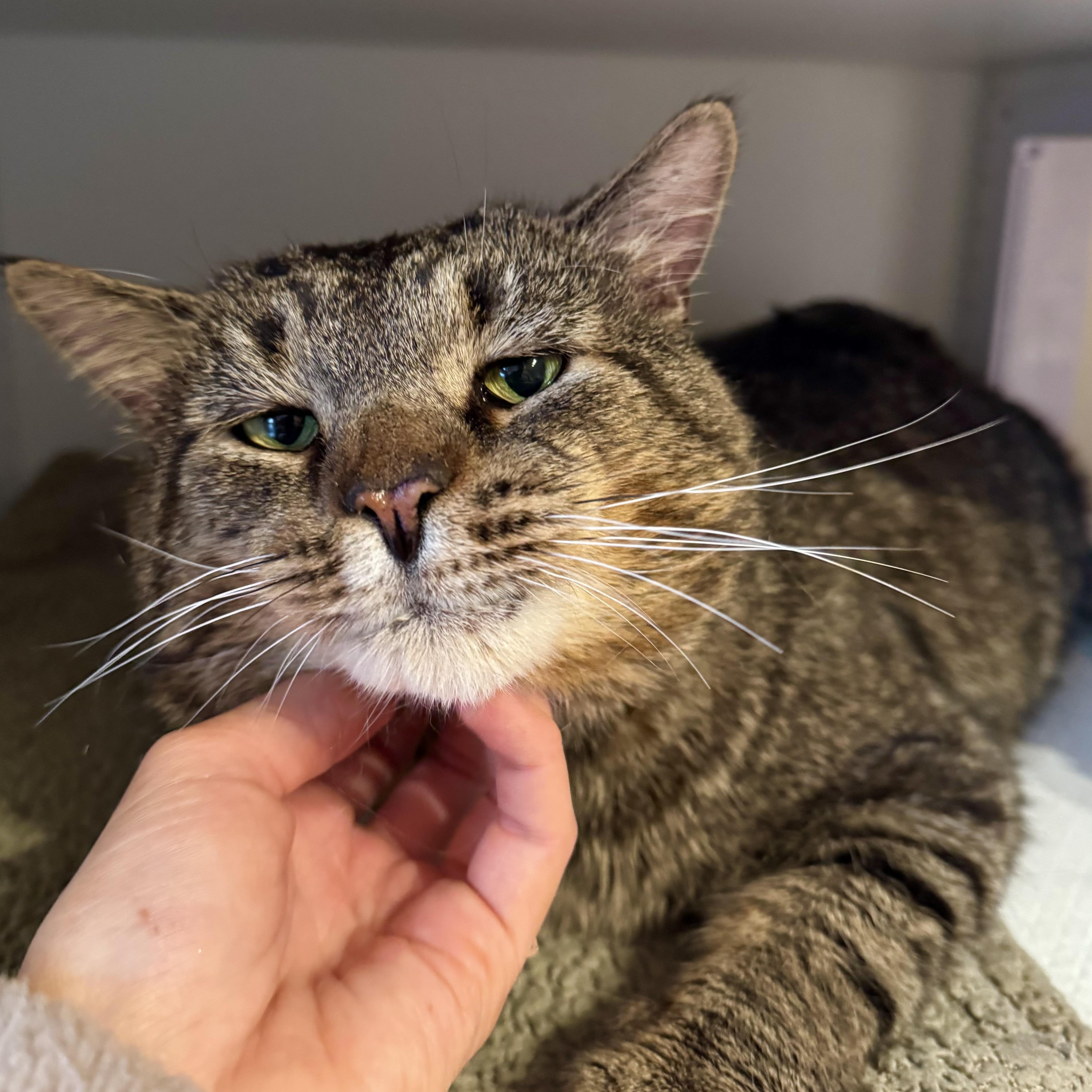 Enlarge Eugene, a ADOPTABLE Domestic Short Hair in Ramsey, NJ image 5/5