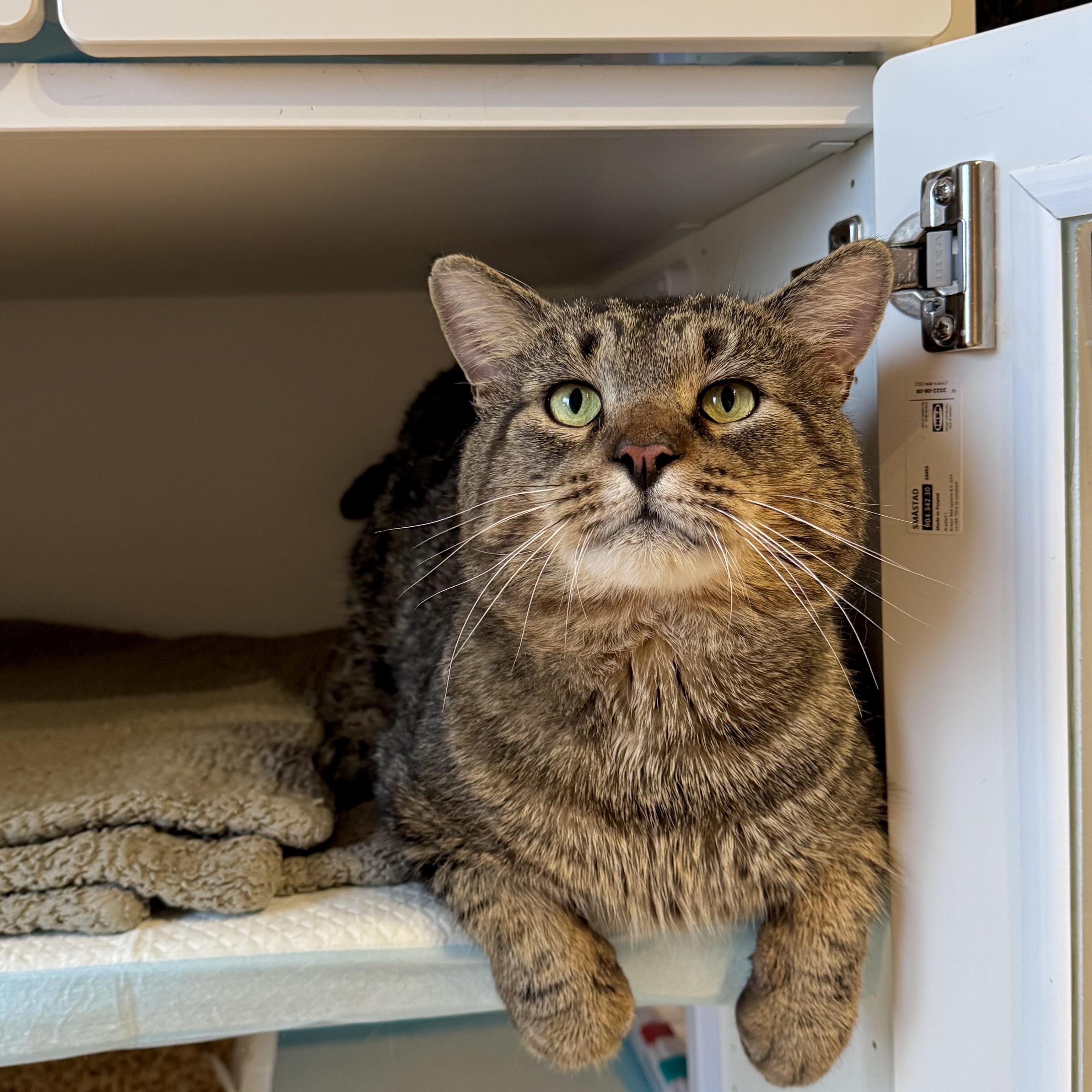 Eugene, ADOPTABLE, Adult Male Domestic Short Hair.