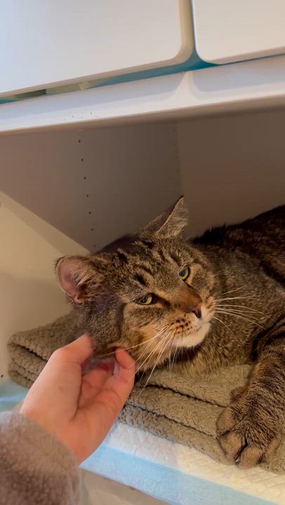 Enlarge Eugene, a ADOPTABLE Domestic Short Hair in Ramsey, NJ video 4/5