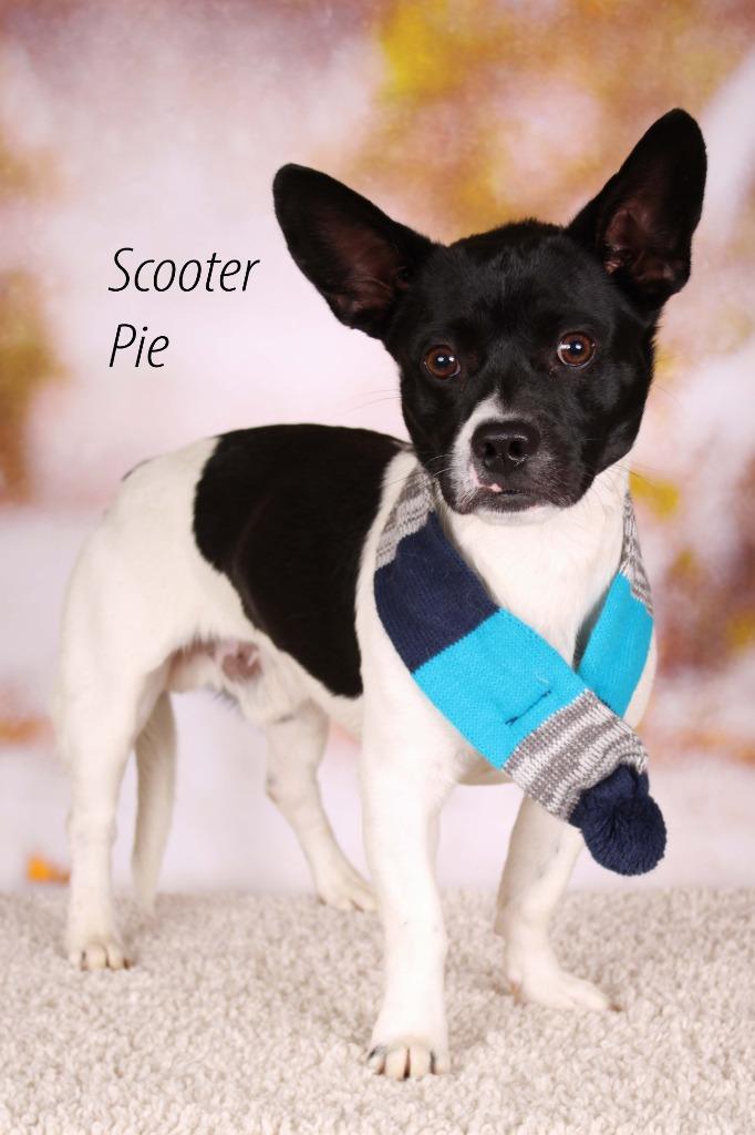 Enlarge Scooter Pie, a Adoptable mixed breed in Gilbert, AZ image 1/2