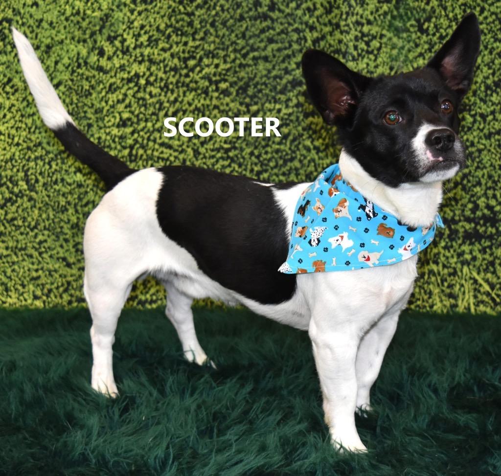 Enlarge Scooter Pie, a Adoptable mixed breed in Gilbert, AZ image 2/2