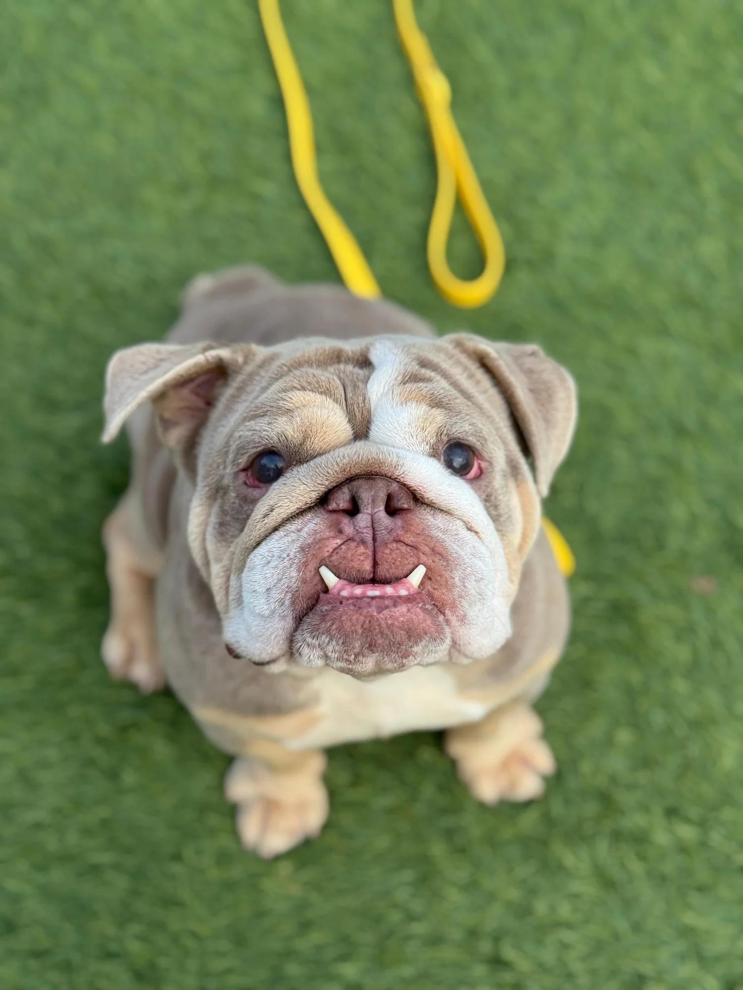 Jewels, Adoptable, Adult Female English Bulldog.