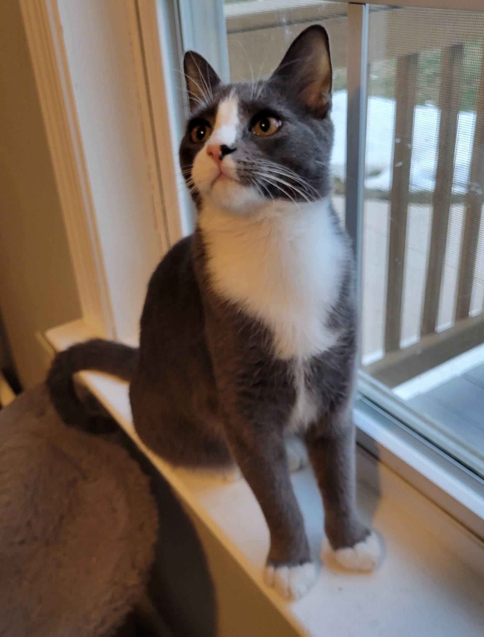 Enlarge Pyper, a ADOPTABLE Domestic Short Hair in Gerrardstown, WV image 1/5