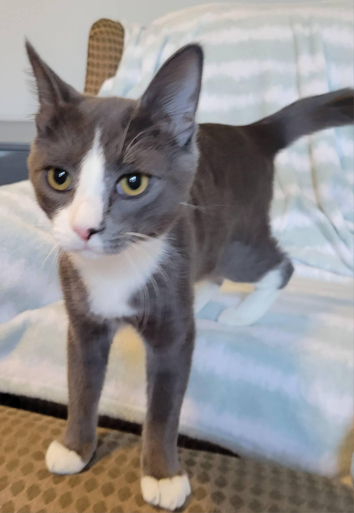 Enlarge Pyper, a ADOPTABLE Domestic Short Hair in Gerrardstown, WV image 4/5