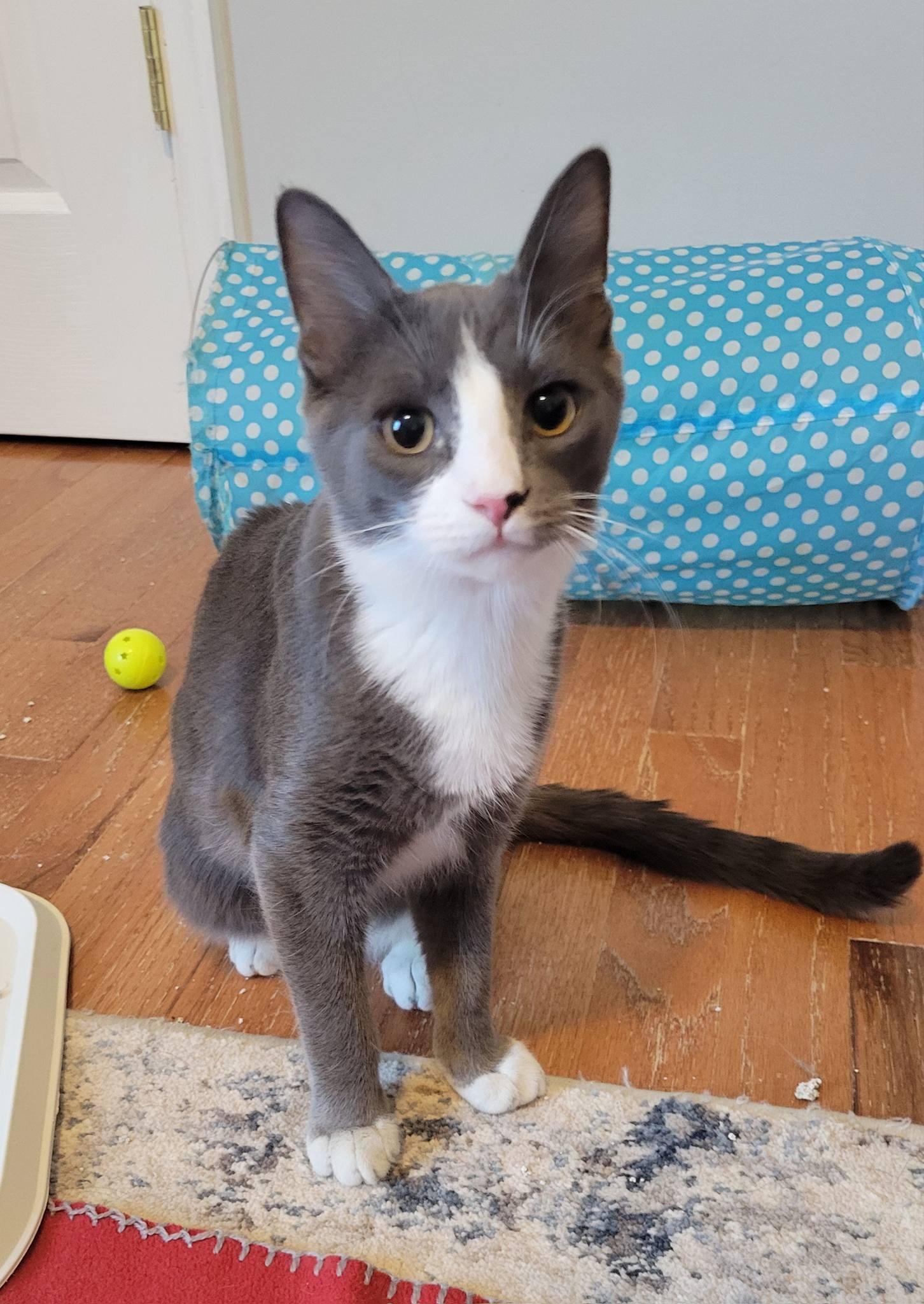 Enlarge Pyper, a ADOPTABLE Domestic Short Hair in Gerrardstown, WV image 2/5