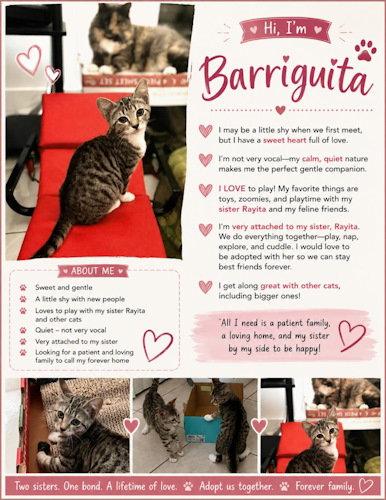 Barriguita -, Adoptable, Young Female Domestic Short Hair.