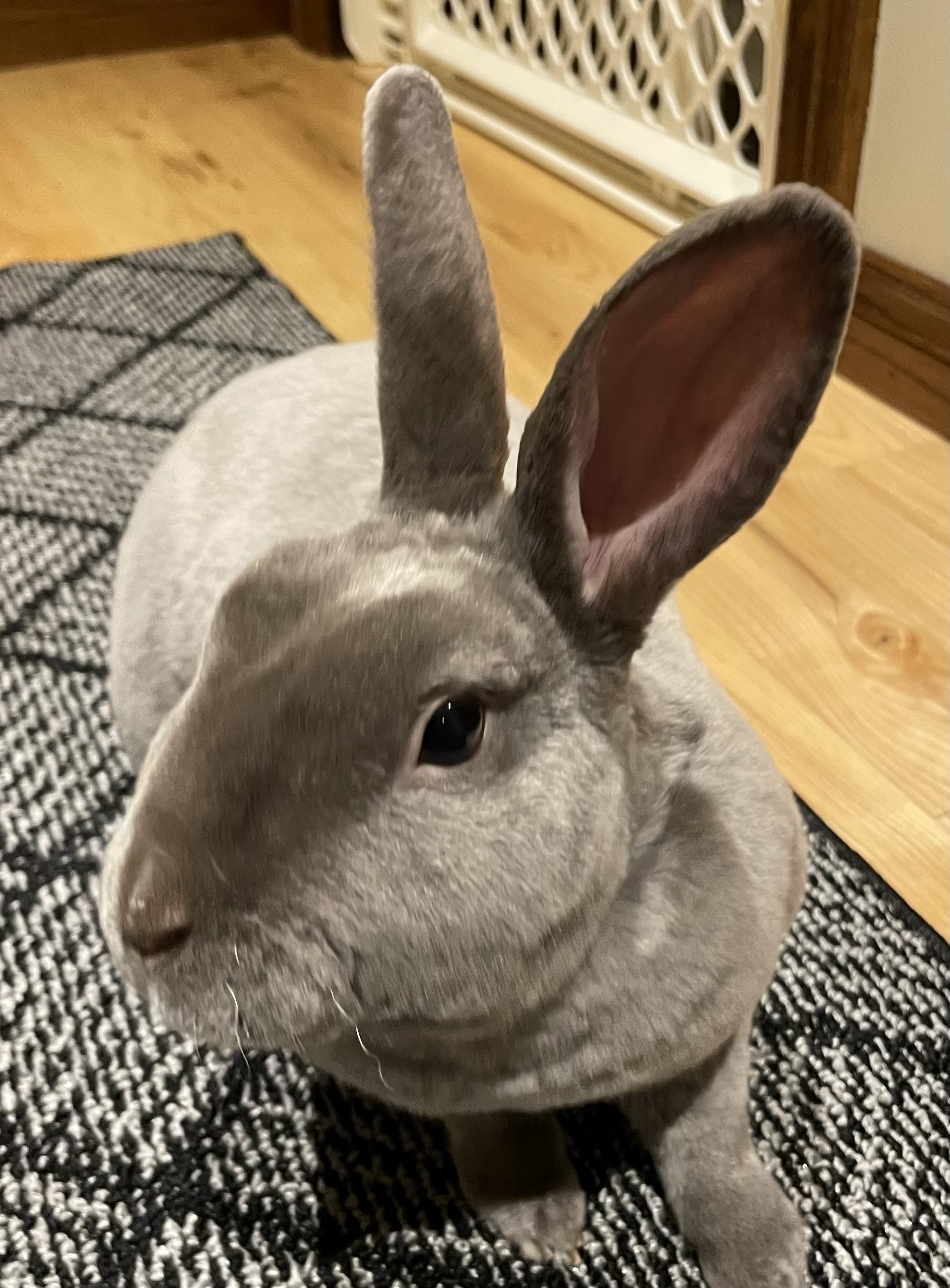 Smokey, Senior Male unknown