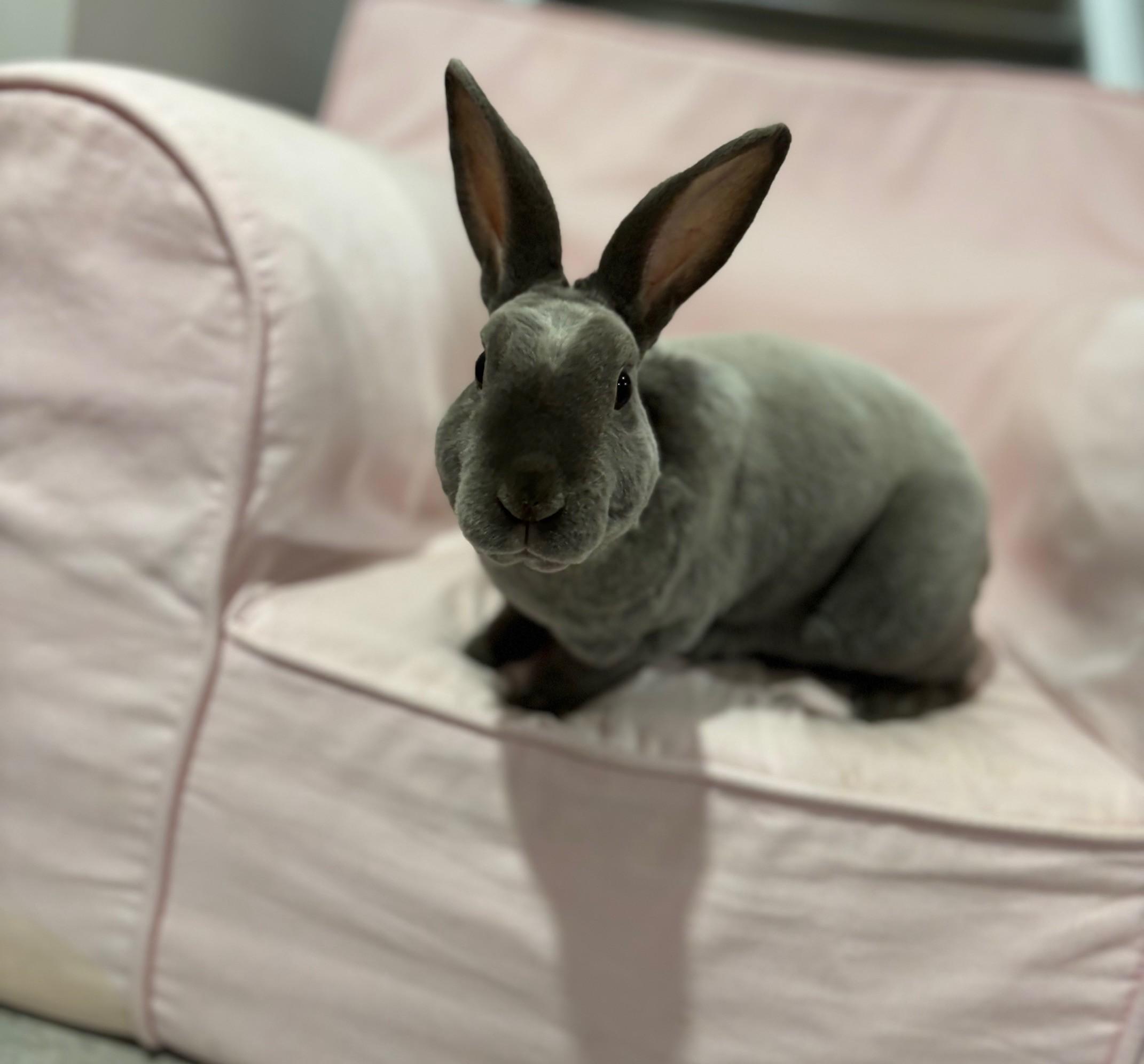 Smokey, a Adoptable Rex in Alliston, ON image 2/4