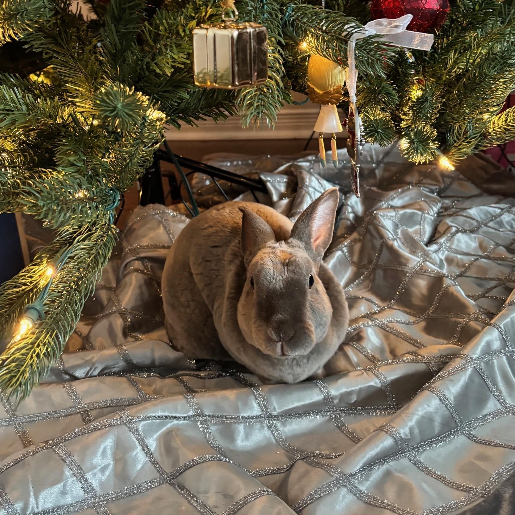 Smokey, a Adoptable Rex in Alliston, ON image 3/4