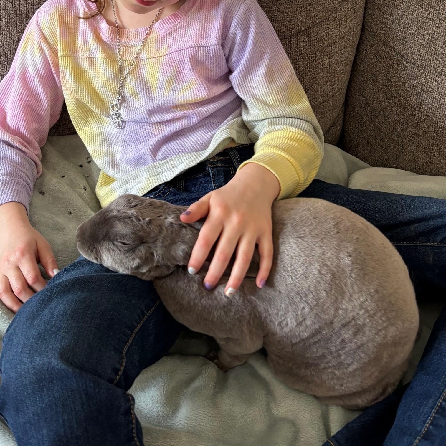 Smokey, a Adoptable Rex in Alliston, ON image 4/4