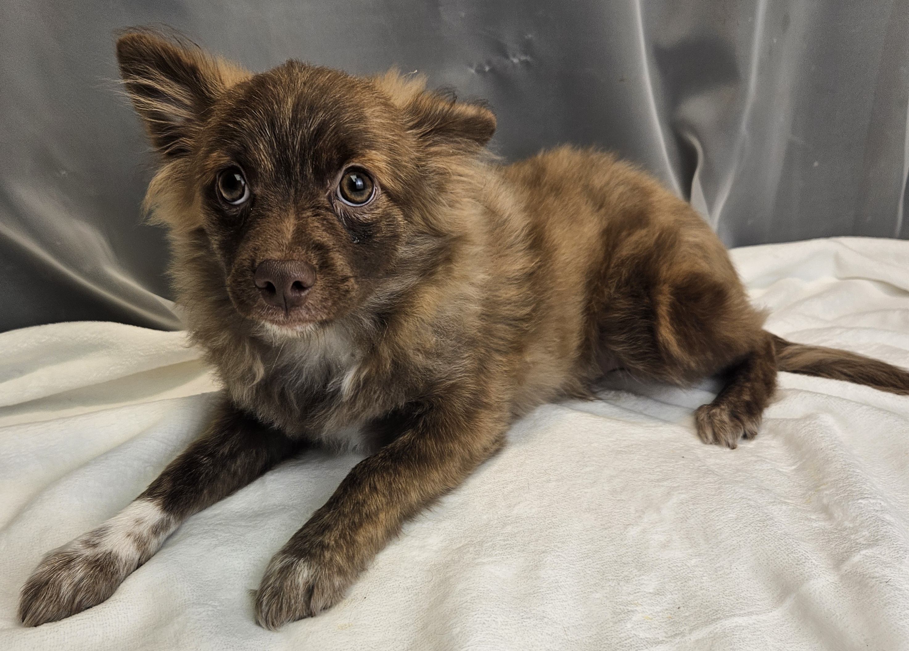Dog for adoption Waylon, a Pomeranian Mix in Hartford, CT Petfinder