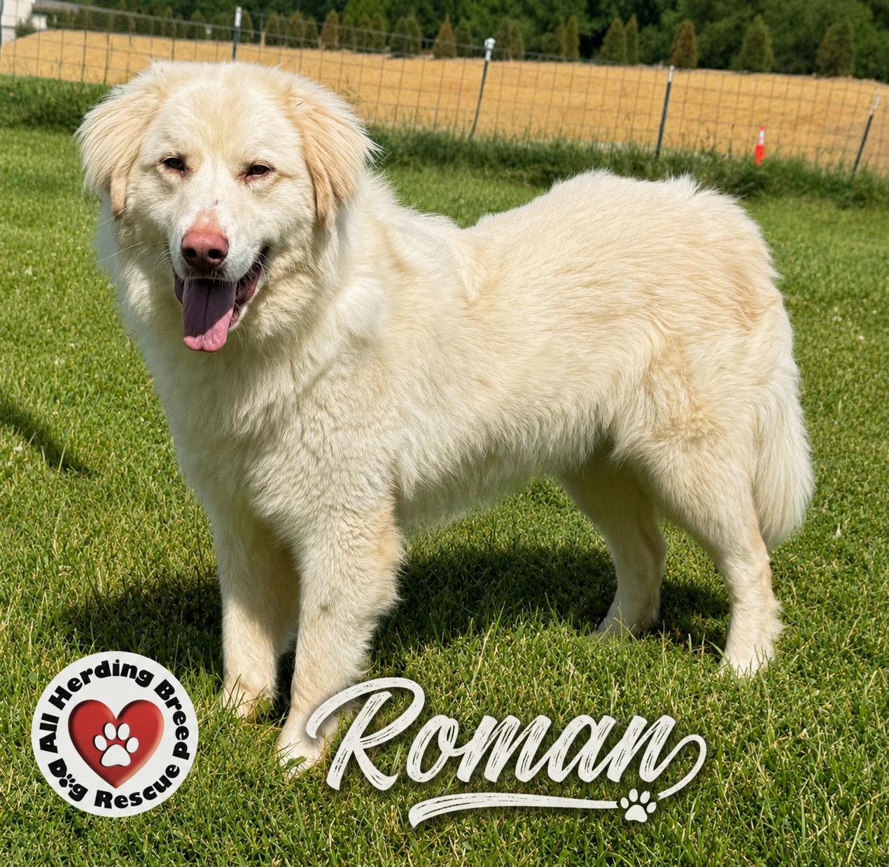 Roman, Adoptable, Young Male Great Pyrenees.