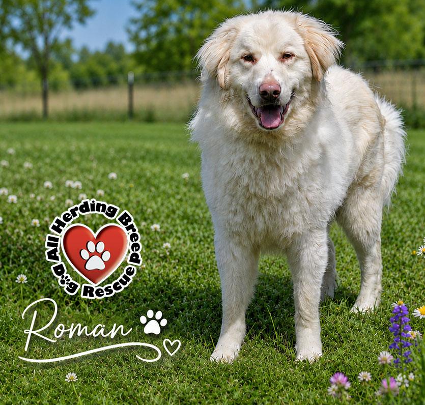Enlarge Roman, a Adoptable Great Pyrenees in Joliet, IL image 2/3