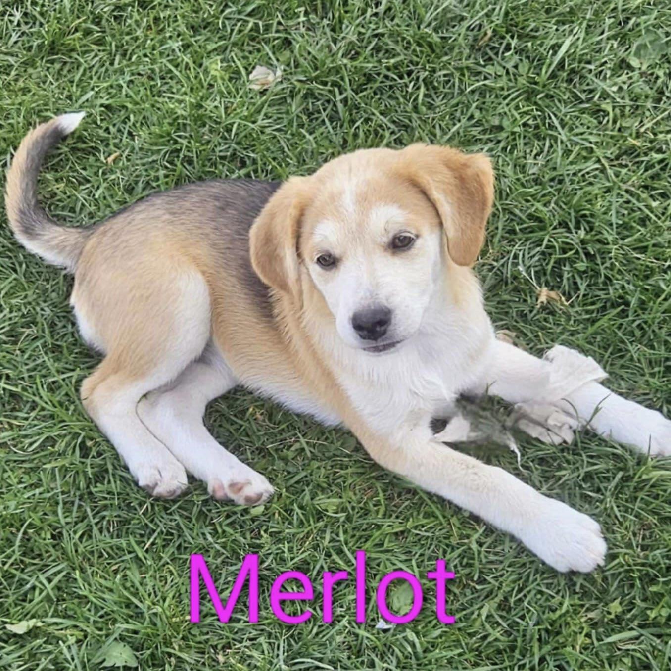 Merlot (20250802-03)