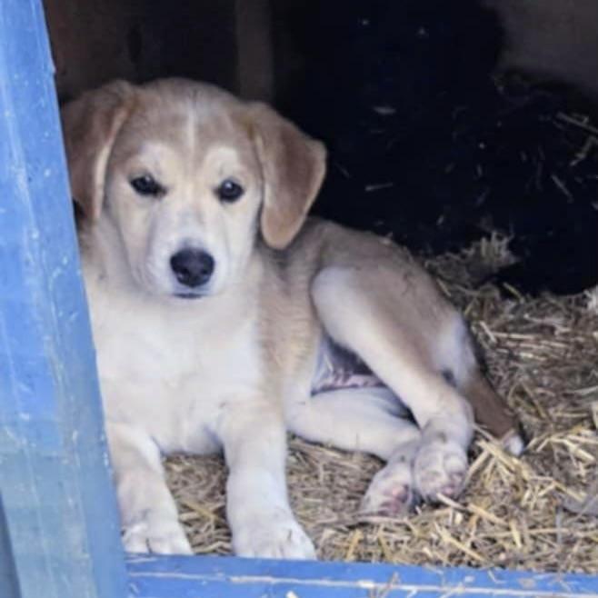 Merlot (20250802-03)